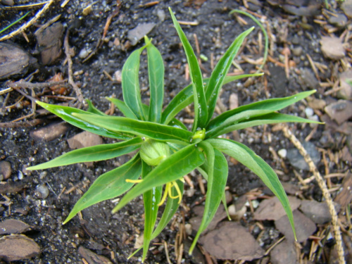 Paris polyphylla