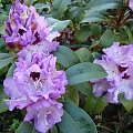 Rhododendron 'Blue Peter'