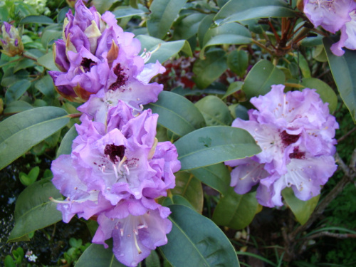 Rhododendron 'Blue Peter'