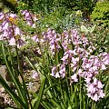 Scilla campanulata 'Rosabella'