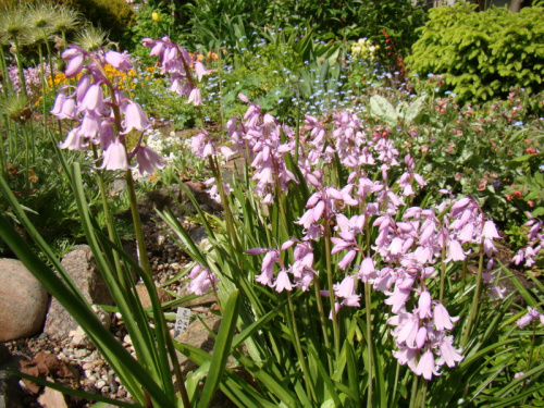 Scilla campanulata 'Rosabella'