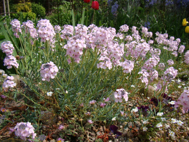 Aethionema 'Warley Rose'