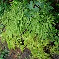 Adiantum