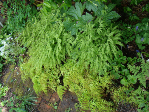 Adiantum