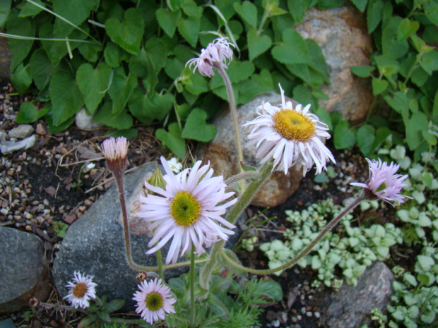 Erigeron pulchellus 'Meadow Muffin'