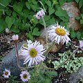 Erigeron pulchellus 'Meadow Muffin'