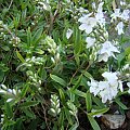 Veronica prostrata 'Alba'