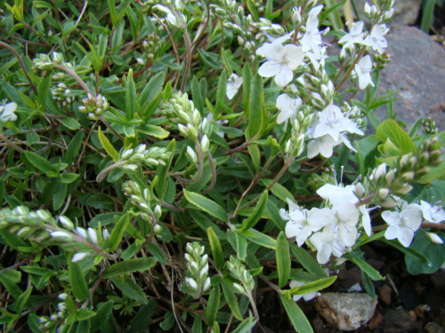 Veronica prostrata 'Alba'