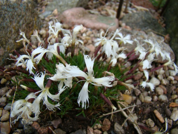 Dianthus 'Berlin Snow'