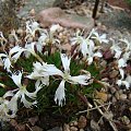 Dianthus 'Berlin Snow'