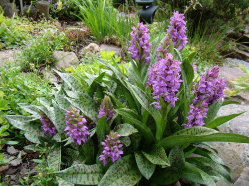 Dactylorhiza majalis