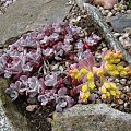 Sedum spathulifolium var. purpureum