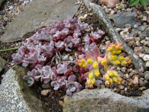 Sedum spathulifolium var. purpureum