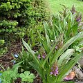 Dactylorhiza maculata i incarnata