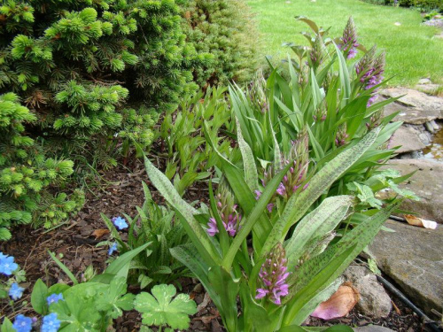 Dactylorhiza maculata i incarnata