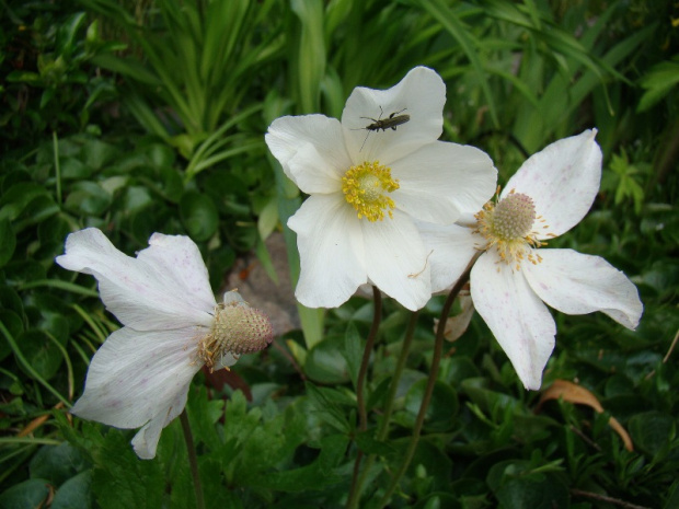 Anemone sylvestris