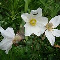 Anemone sylvestris