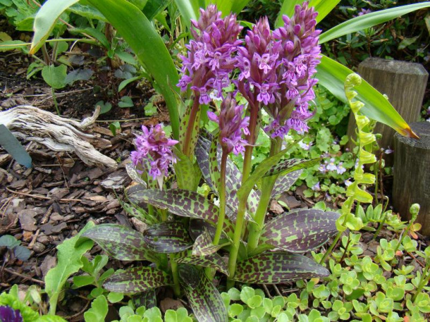 Dactylorhiza majalis