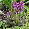 Dactylorhiza majalis