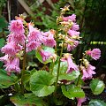 Shortia soldanelloides