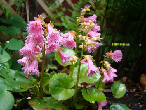 Shortia soldanelloides