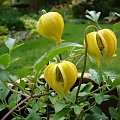 'Little Lemons' Clematis tangutica