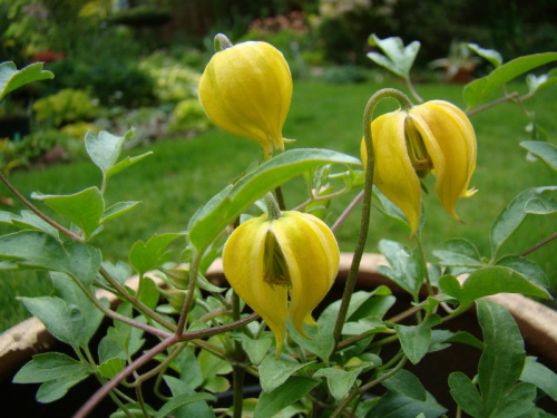 'Little Lemons' Clematis tangutica