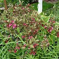 Weigela florida 'Follis Purpureis'