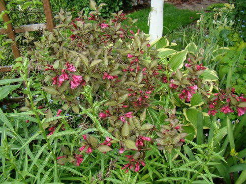 Weigela florida 'Follis Purpureis'