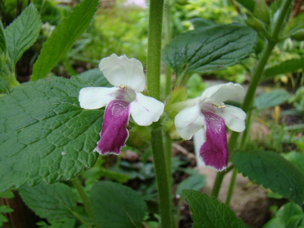 Melittis melissophyllum