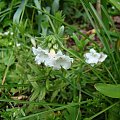 Lithodora diffusa 'Alba'