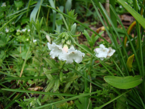 Lithodora diffusa 'Alba'