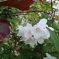 Deutzia x rosea 'Campanulata'