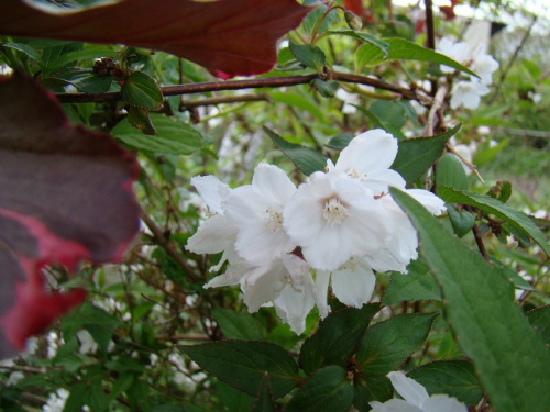 Deutzia x rosea 'Campanulata'