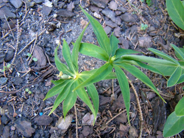 Paris polyphylla