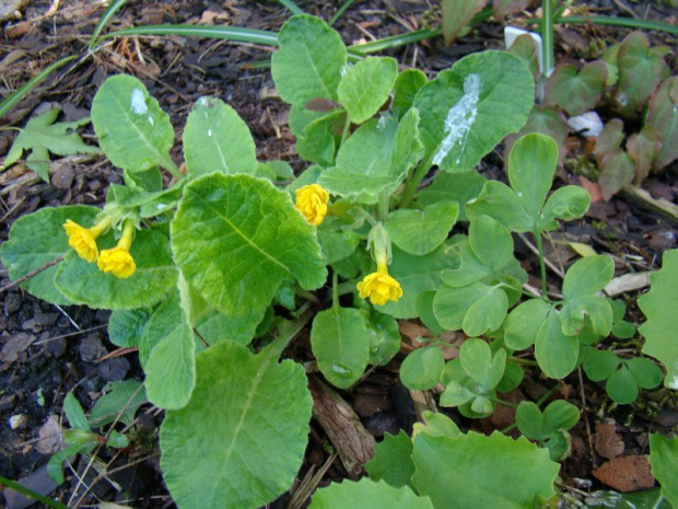 Primula veris 'Katy McSparron'