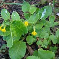 Primula veris 'Katy McSparron'