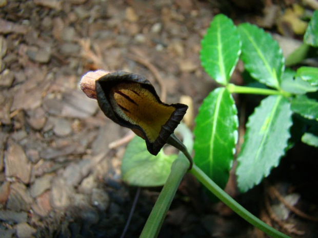 Aristolochia steupii