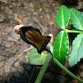 Aristolochia steupii