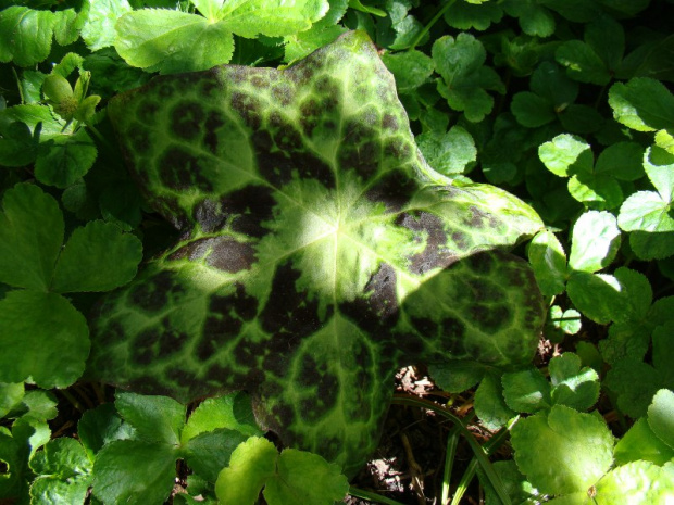 Podophyllum 'Spotty Dotty'