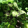 Podophyllum 'Spotty Dotty'