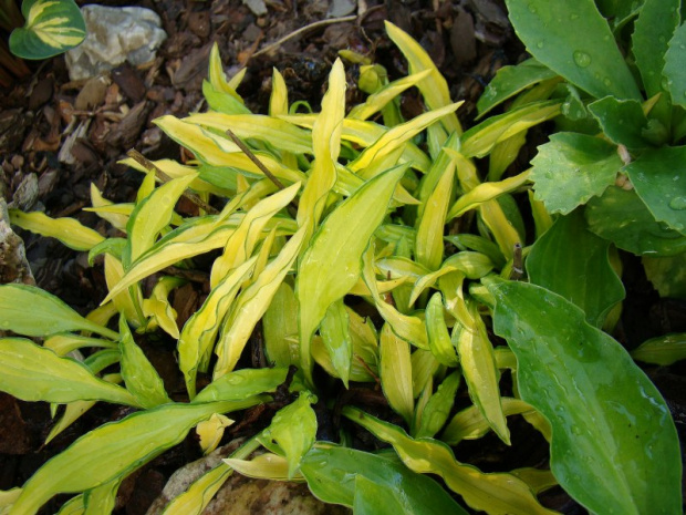 Hosta 'Green Eyes'