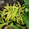 Hosta 'Green Eyes'