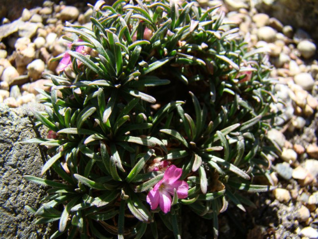 Armeria maritima 'Little Penny'