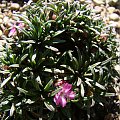 Armeria maritima 'Little Penny'