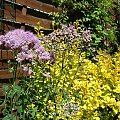 Thalictrum aquilegifolium