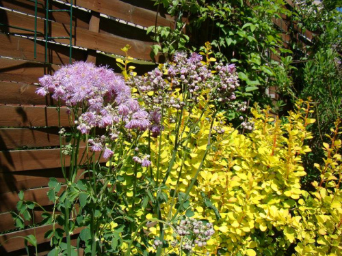 Thalictrum aquilegifolium