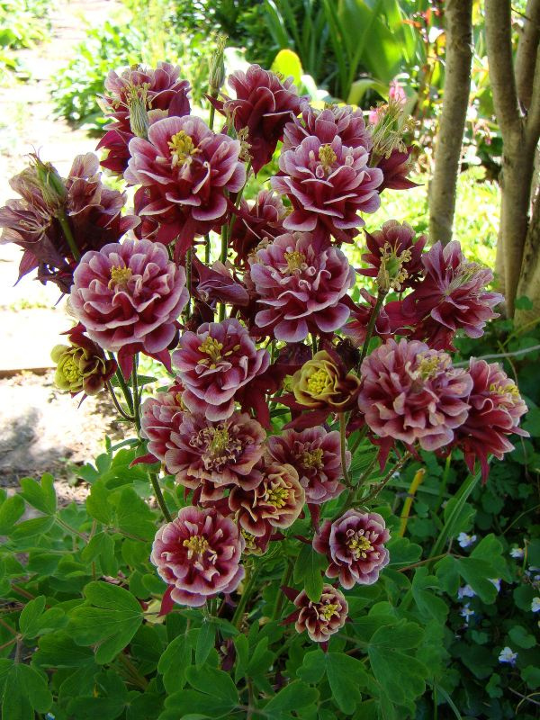 Aquilegia vulgaris 'Winky Double Red-White'