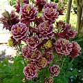 Aquilegia vulgaris 'Winky Double Red-White'