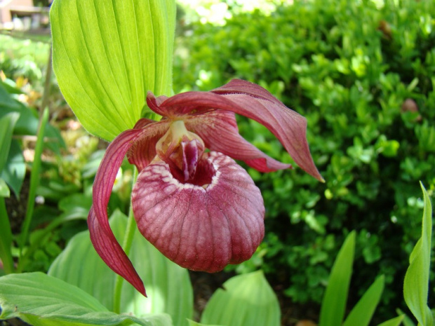 Cypripedium x ventricosum